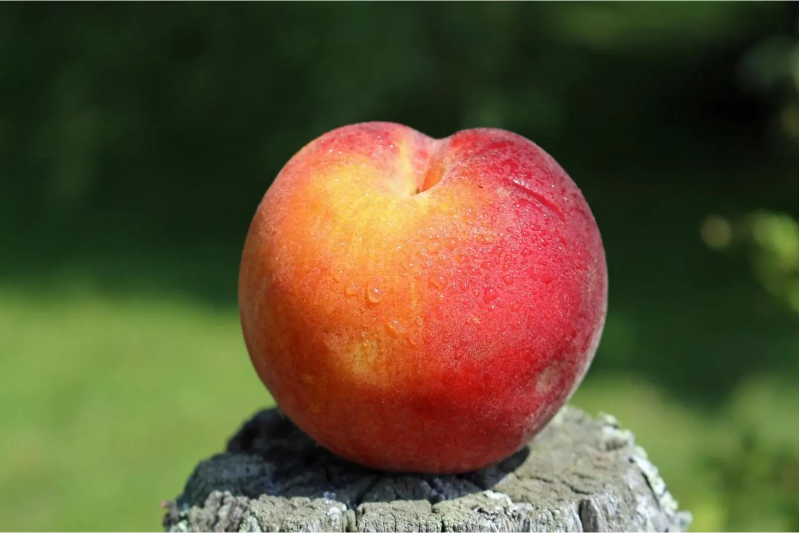 Peach image