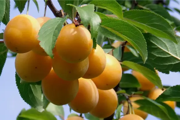 Nance fruit image