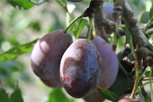 Prune image