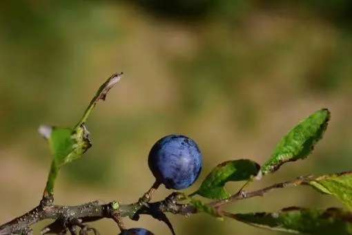 Sloe image
