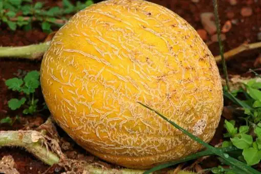 Melon image