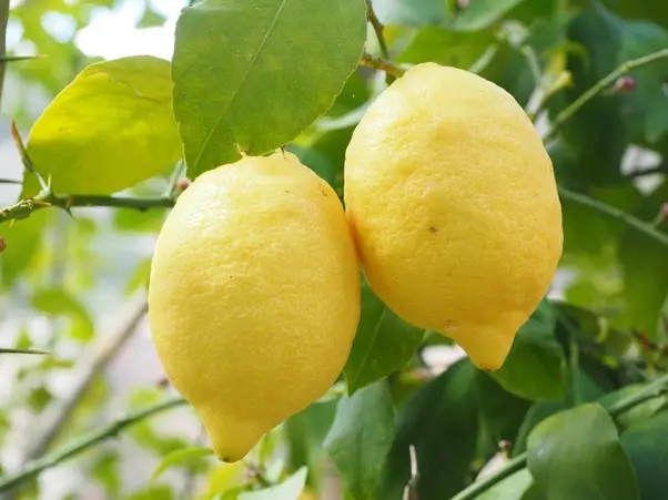 Quiz image
