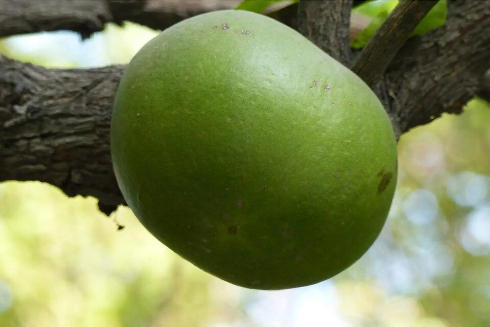 Quiz image