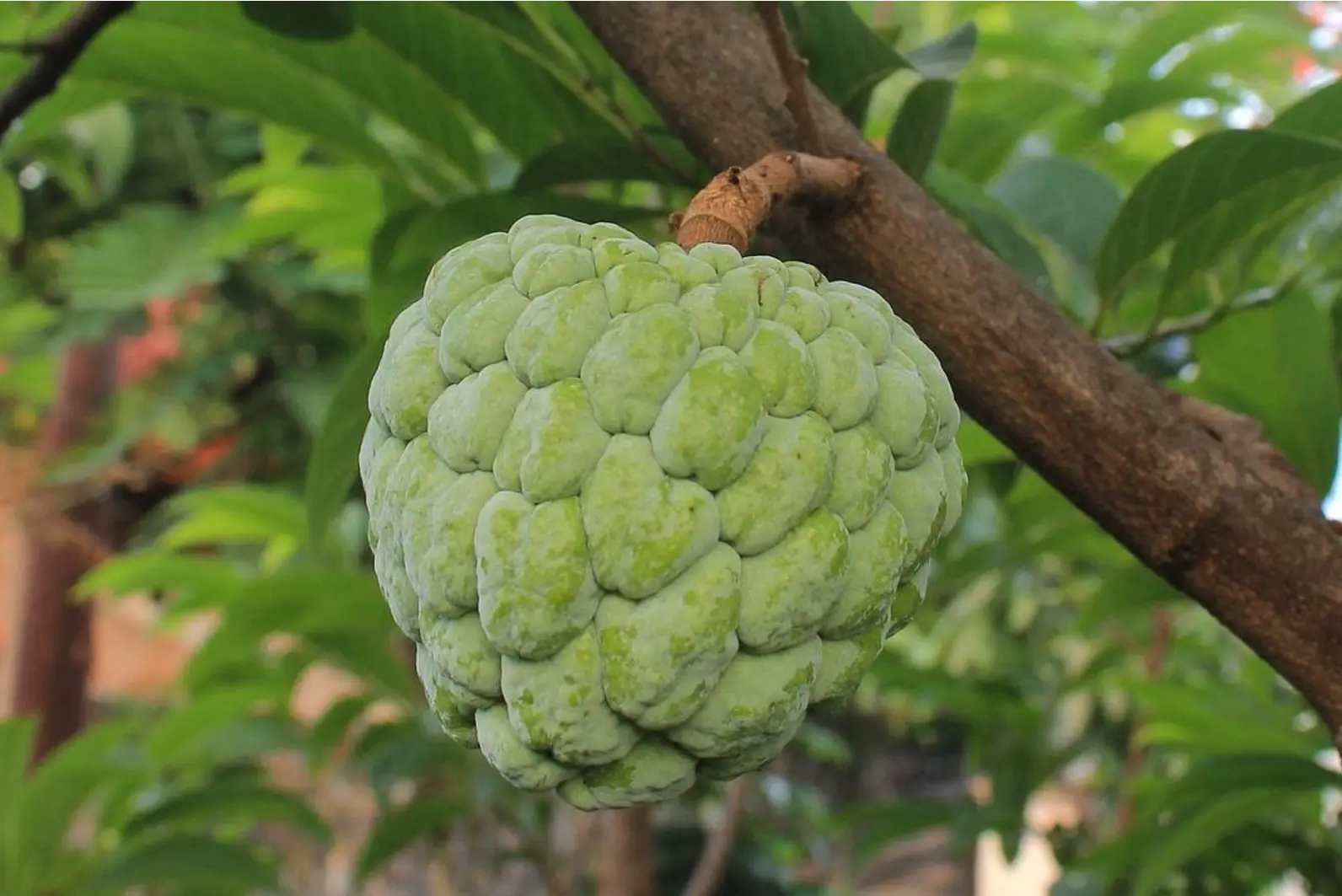 Quiz image