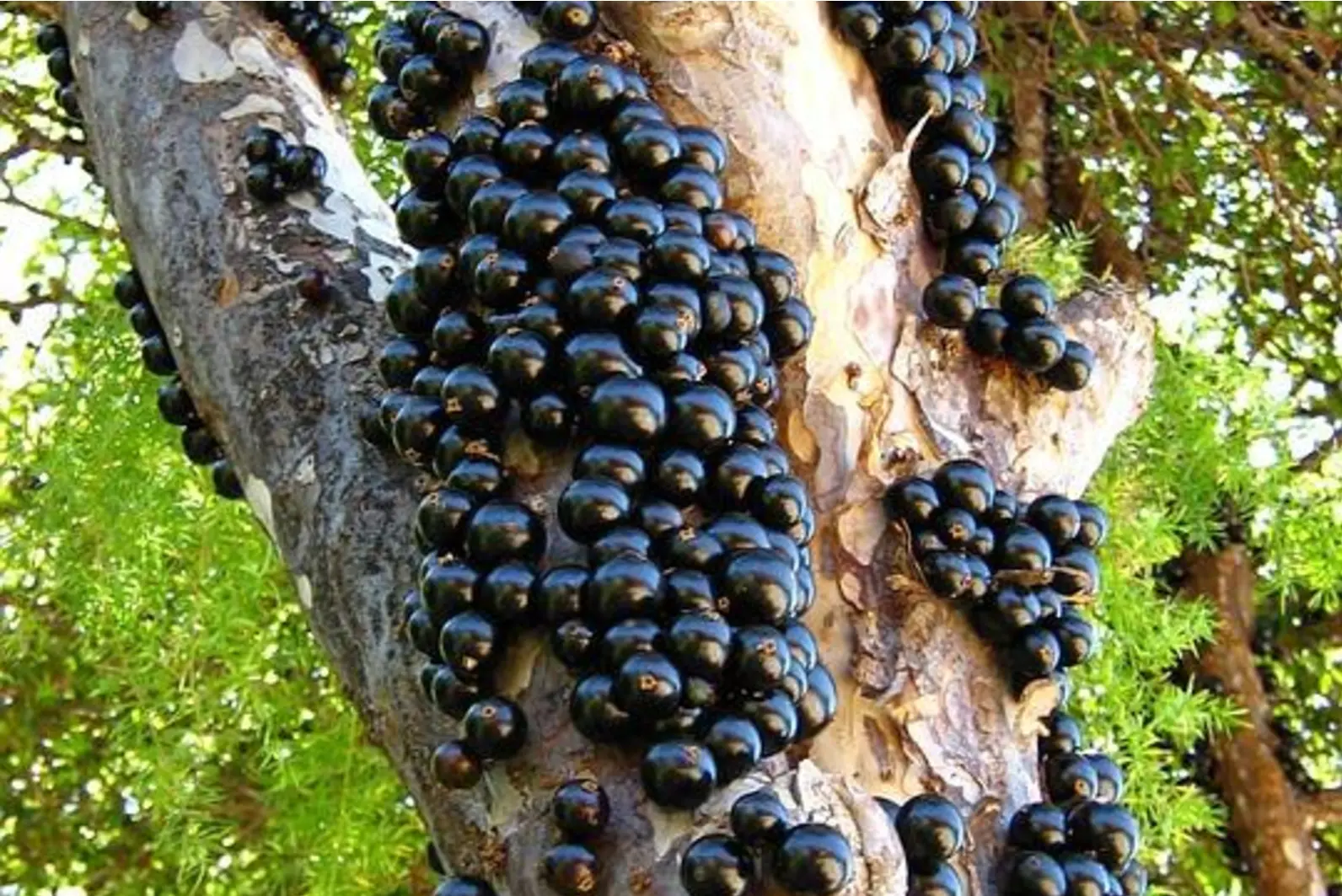 Quiz image