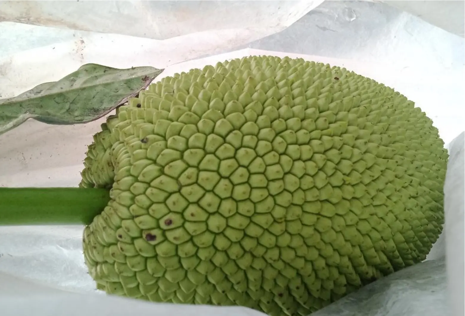 Quiz image